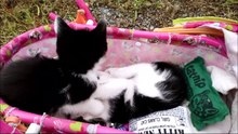 Two Kittens Black and White Playing Each Other In The Buggy