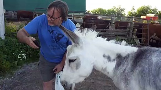 Meet the Canadian donkey crashing online meetings