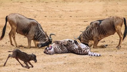 Download Video: Power Of Mother Animals! Wildebeest Protect Newborn From Cheetah Hunting, Lion vs Leopard