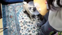 TOP 10 dog barking videos compilation - Funny dogs