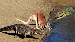 Kangaroo Don’t Escape From Crocodile Hunting - Crocodile is King Swamp