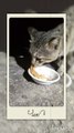 Cute Cat feeding