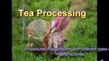 Tea processing
