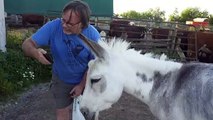 Meet Buckwheat, the donkey you can hire to crash Zoom meetings