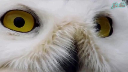 Cú Tuyết & Hành Vi Làm Tổ Với Xác Chuột Xung Quanh