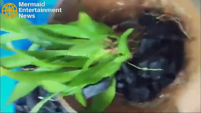 How to Grow Orchids, Garden, Orchids, Orchids Plants, The Most Beautiful Orchids in the World