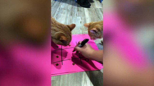 Family Play Tic-Tac-Toe With Cats During Lockdown