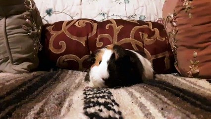 CAVIA PORCELLUS TURMERIC 20190809_112621