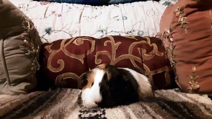 CAVIA PORCELLUS TURMERIC 20190809_112824