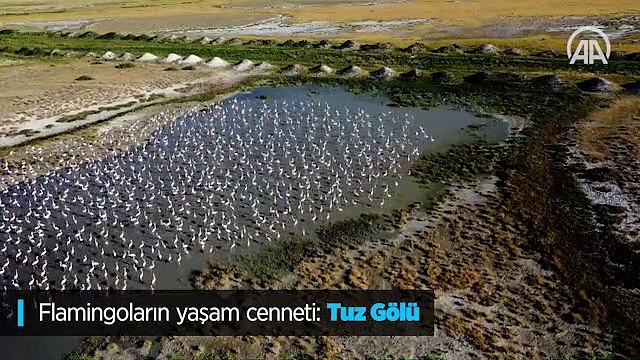 Flamingoların yaşam cenneti: Tuz Gölü