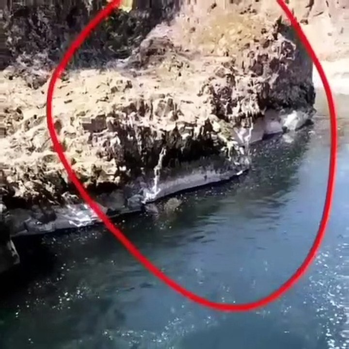 Is it Reptile? - Videodaki Reptilan Mı?