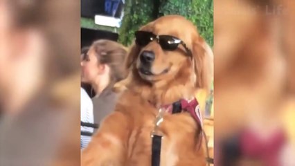 2020 Funniest  Dogs and  Cats - Awesome Funny  Animals Videos