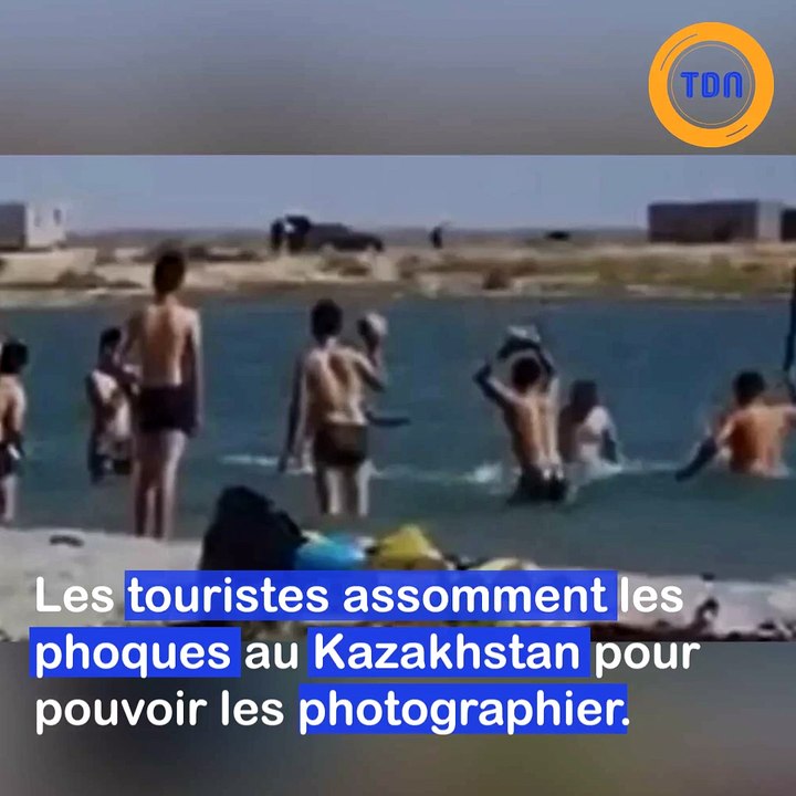 Des touristes assomment des phoques pour les prendre en photo
