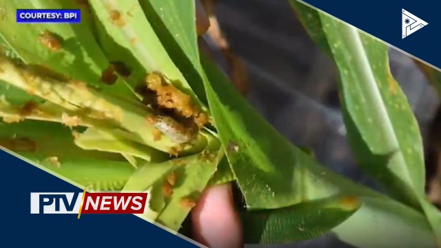 Harabas, umaatake sa mga taniman sa iba't ibang bahagi ng bansa
