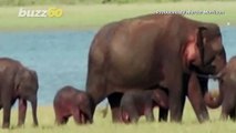 Rare Pair! Sri Lankan Officials Believe This Is the First Ever Sighting of Elephant Twins in Country!