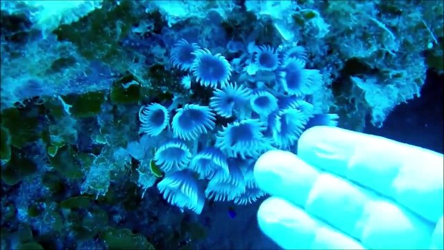 Première rencontre avec un sonar sous-marin très bruyant