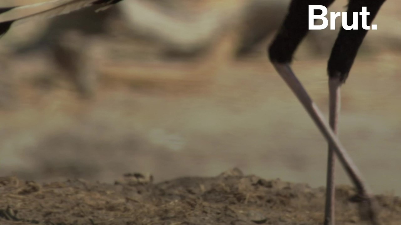 The secretary bird: elegant but deadly