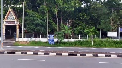 Three elephants walk across busy road into Buddhist temple