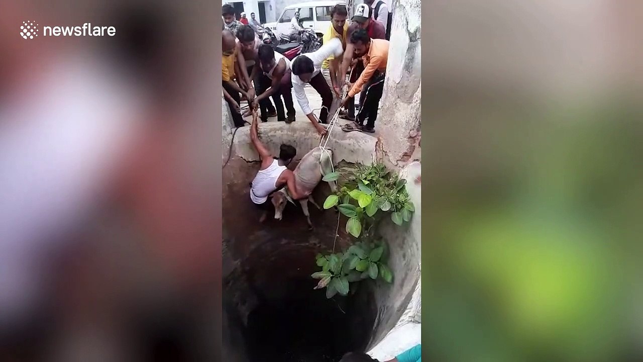 Locals rescue calf stranded inside water well in central India