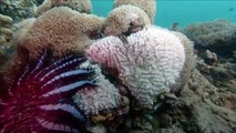 Plus de la moitié de la Grande barrière de corail a été tuée