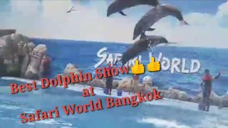 Amazing  Dolphin show safari world Bangkok/ Highest jump of Dolphin  / खूबसूरत  डॉल्फिन  शो  /  डॉल्फिन  का अनदेखा  करतब