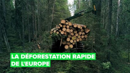 L'Europe coupe ses forêts à un rythme alarmant