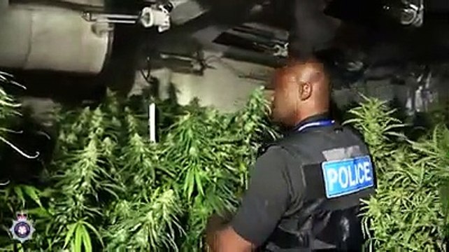 Northamptonshire Police - raid on Hester Street cannabis farm 08/07/20