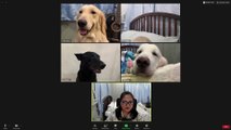 Woman has Zoom meeting with her pet dogs