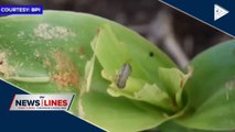 Fall armyworm infesting corn plantations