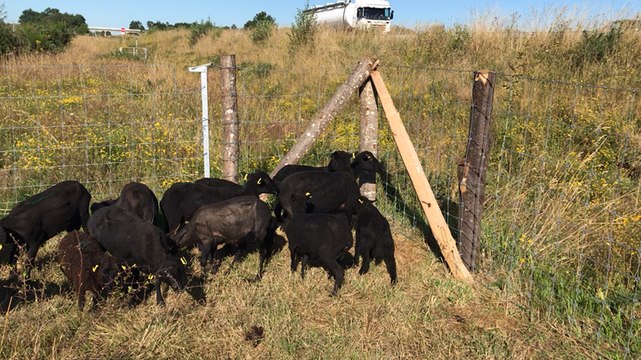 Les moutons d’Ouessant, tondeuses tout-terrain de l’autoroute