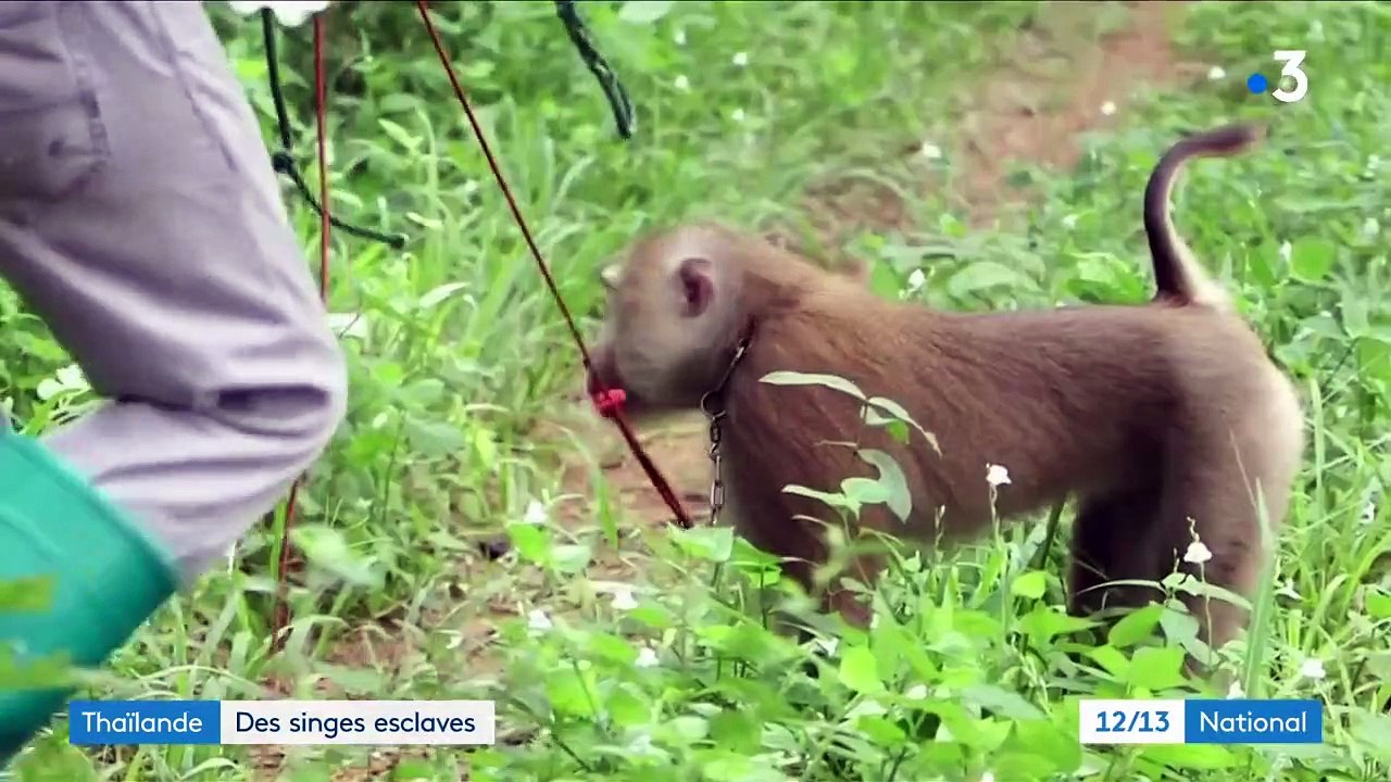 Thaïlande : des singes esclaves