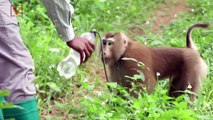 PETA Alleges Thailand Uses Monkey Labor in Coconut Harvesting