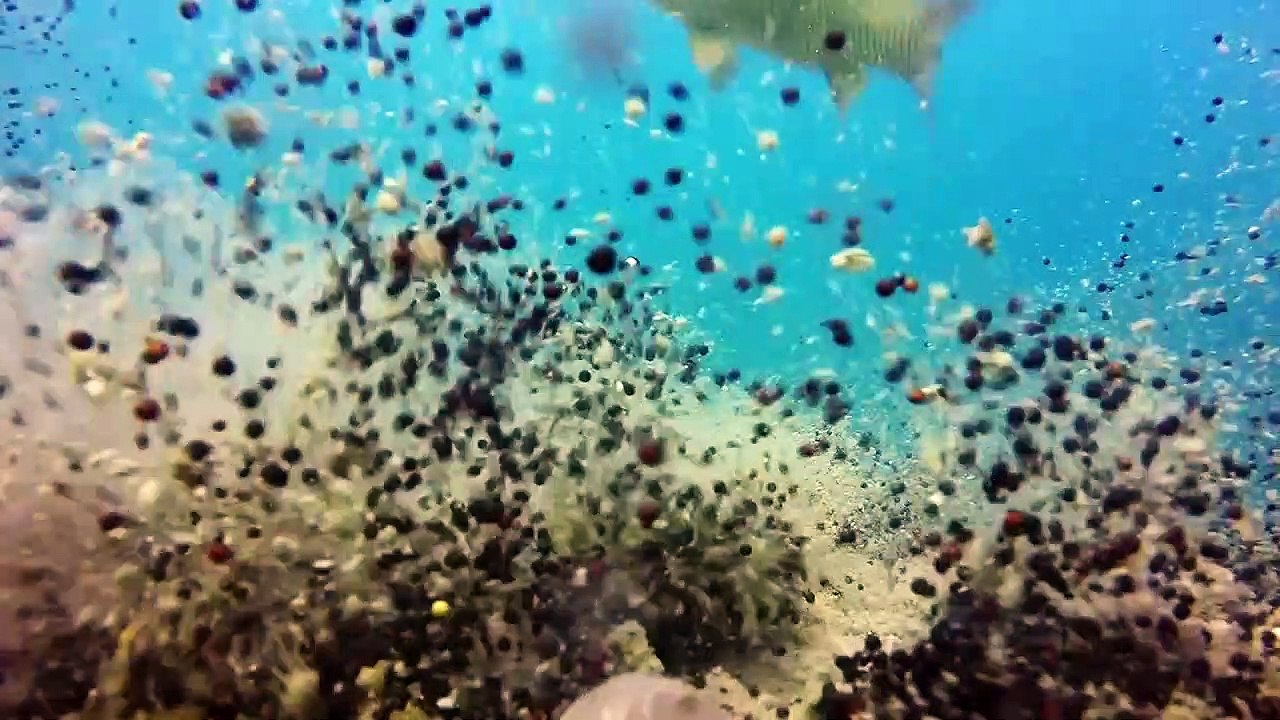 Аs the carp comes to the bait Carp fishing underwater