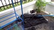 Two kittens rescued while monitor lizard tries to eat them in Thailand