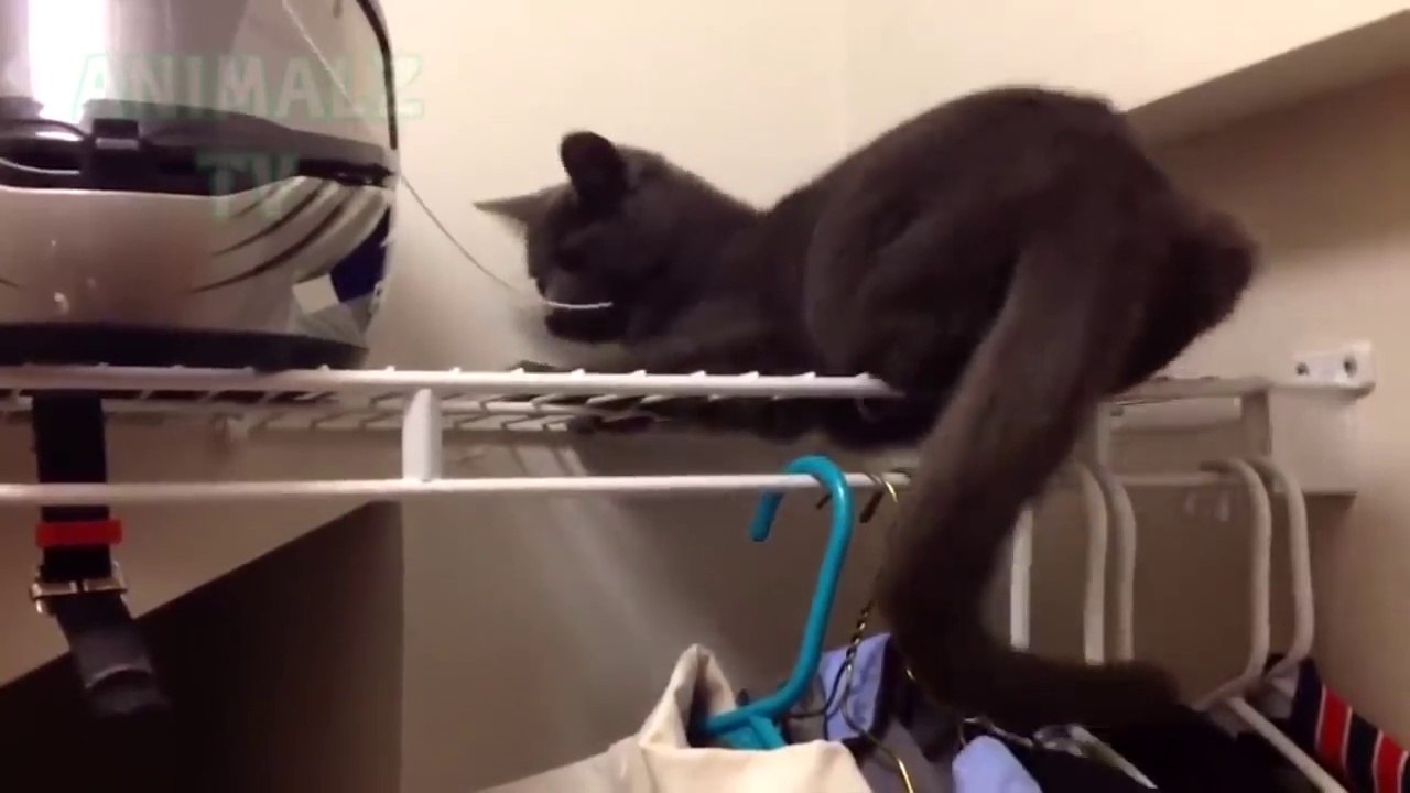 ¡LOS ANIMALES DIVERTIDOS FALLAN! - ¡INTENTA NO RETAR EL RETO!