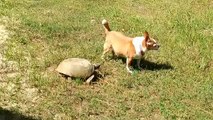 Tortoise Doesn't Like Being Ignored By Dog