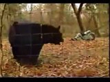 Yoshiaki Fujiwara vs. A Wild Bear