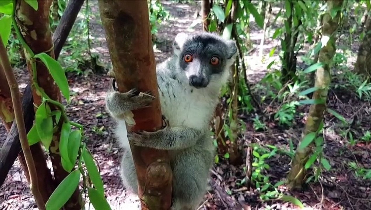 Lemuren, Feldhamster und Glattwale vom Aussterben bedroht