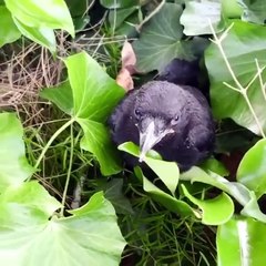 Cet oiseau a trouvé la meilleure façon de protéger ses petits
