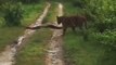 Un tigre fait une rencontre insolite : énorme anaconda...