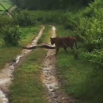 Un tigre fait une rencontre insolite : énorme anaconda...