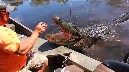 下载视频: Il nourrit un énorme crocodile sauvage à la main depuis son bateau