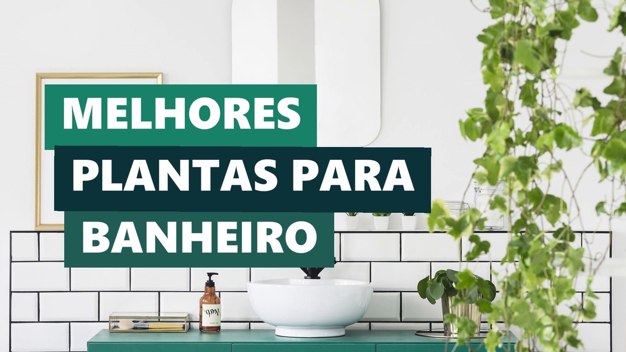 Melhores Plantas para Banheiro com Decoração • Lolafá