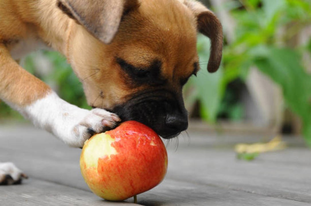 7 Human Foods That Are Actually Good for Your Dog