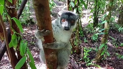 ليموريات مدغشقر مهددة بالانقراض