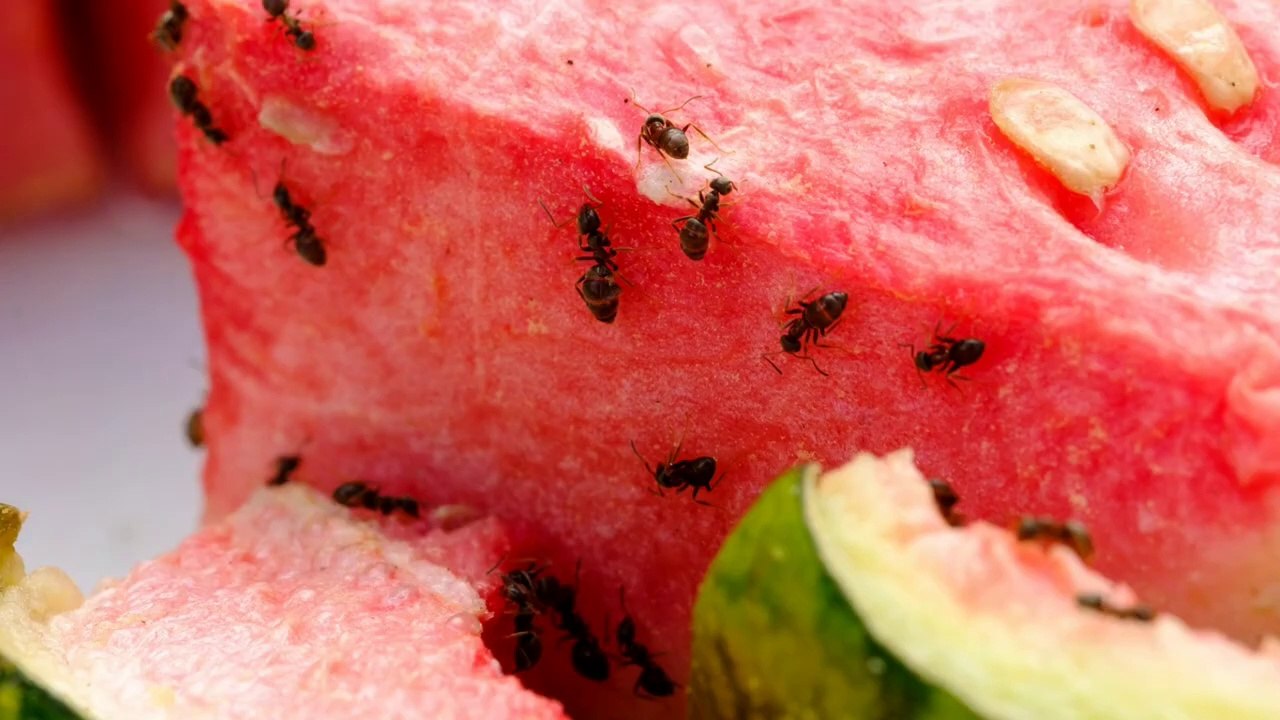 Will Ants Go Away On Their Own?