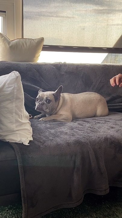 Frenchie Guarding Bone Makes Funny Sound