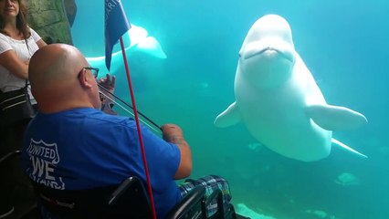 Beluga Mesmerized by Violin