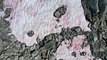 El misterio del glaciar  ‘pintado’ de rosa en los Alpes italianos
