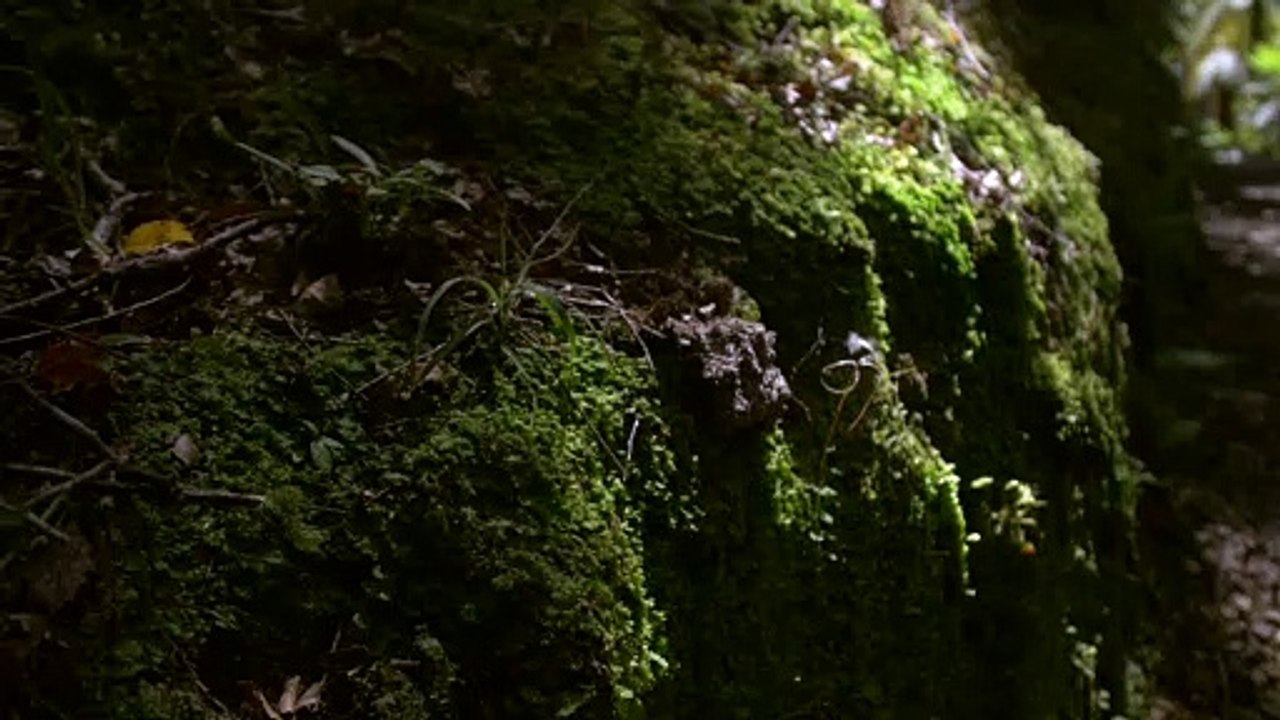 170216A_062_HandBrushingMoss_1080p